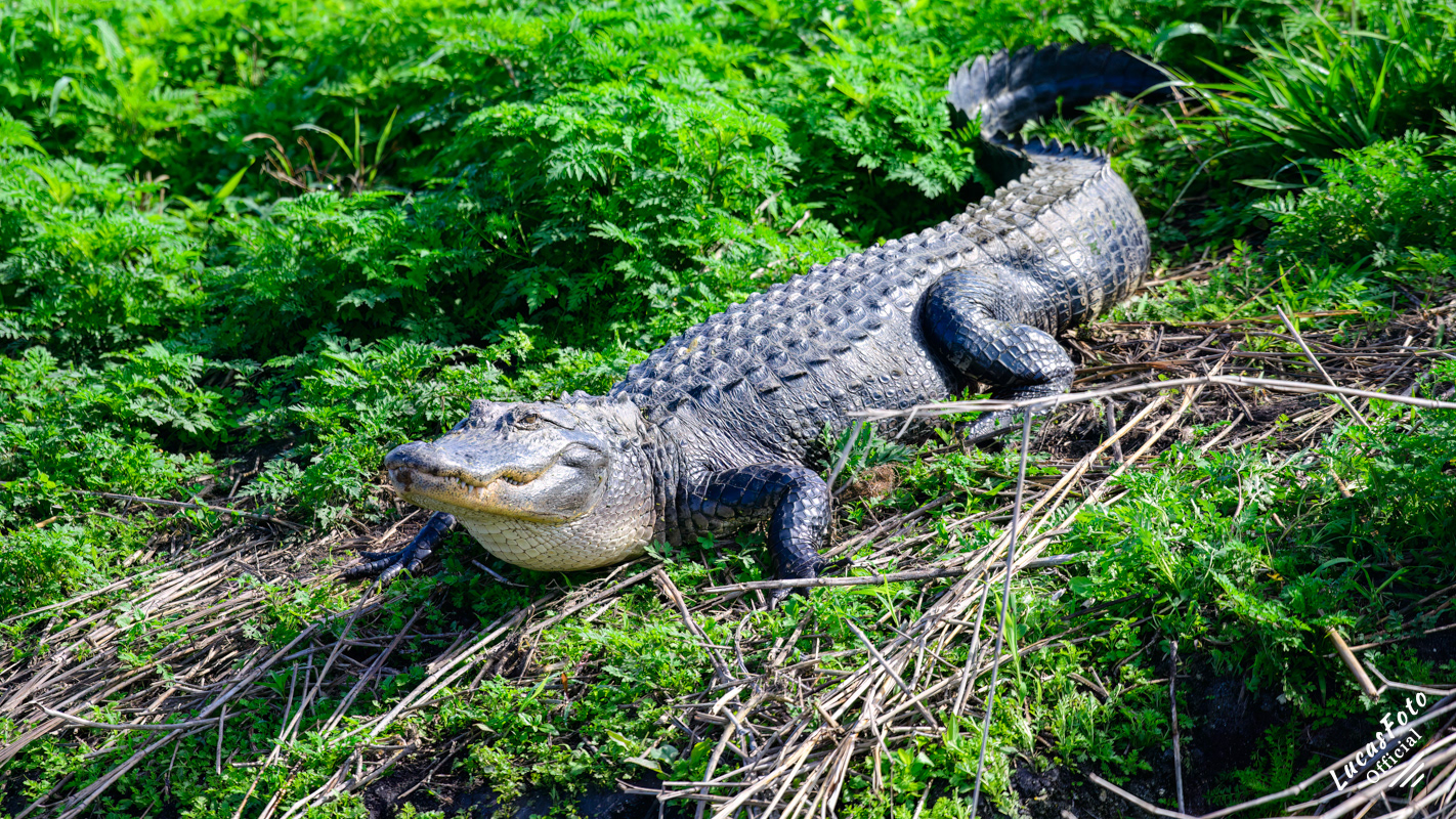 Alligator