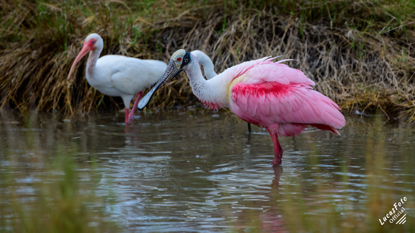 White Ibis / Roseate Spoonbill