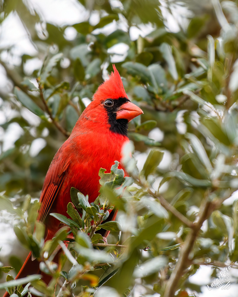 Northern Cardinal