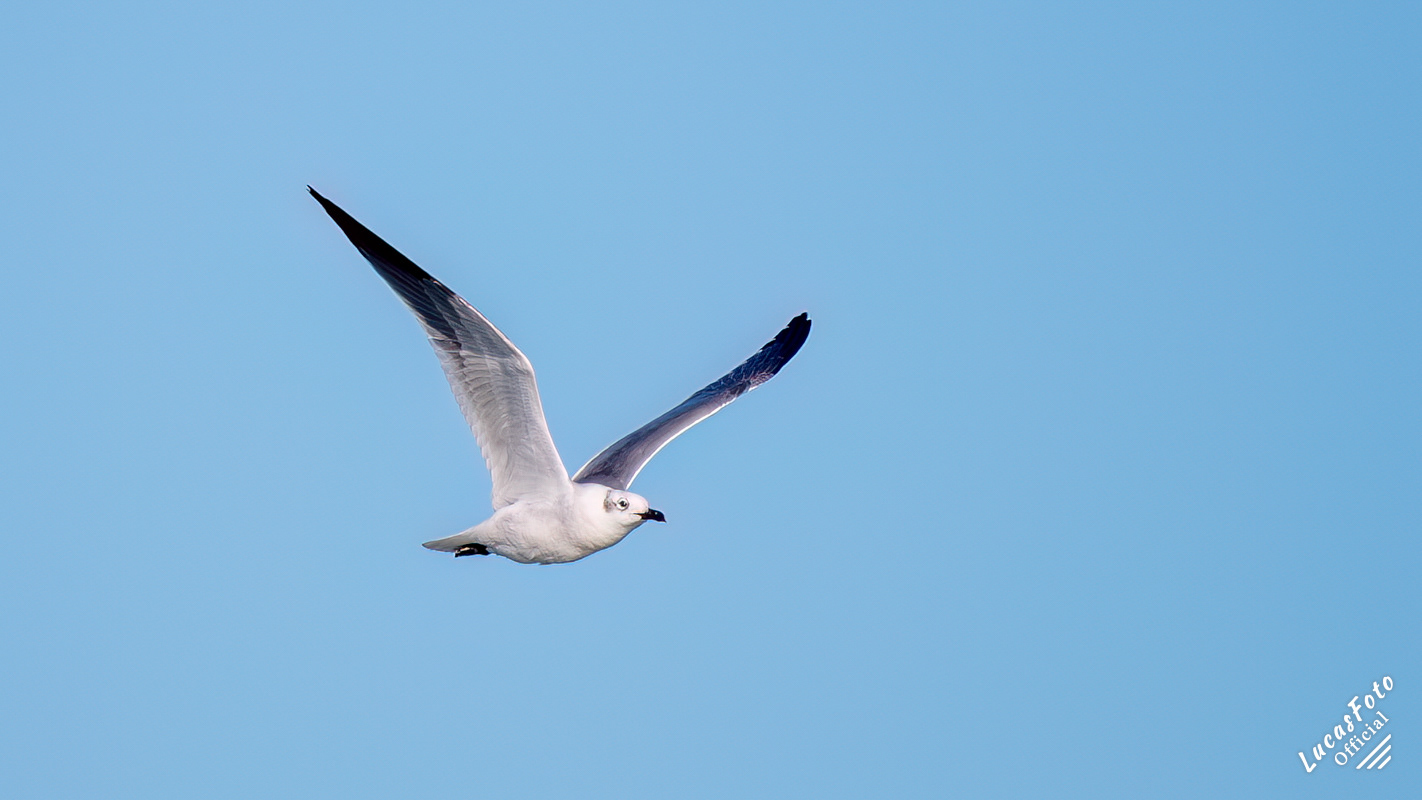 Laughing Gull