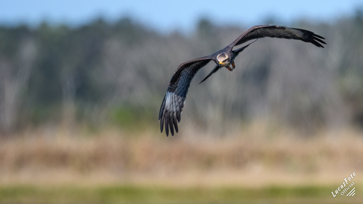 Snail Kite