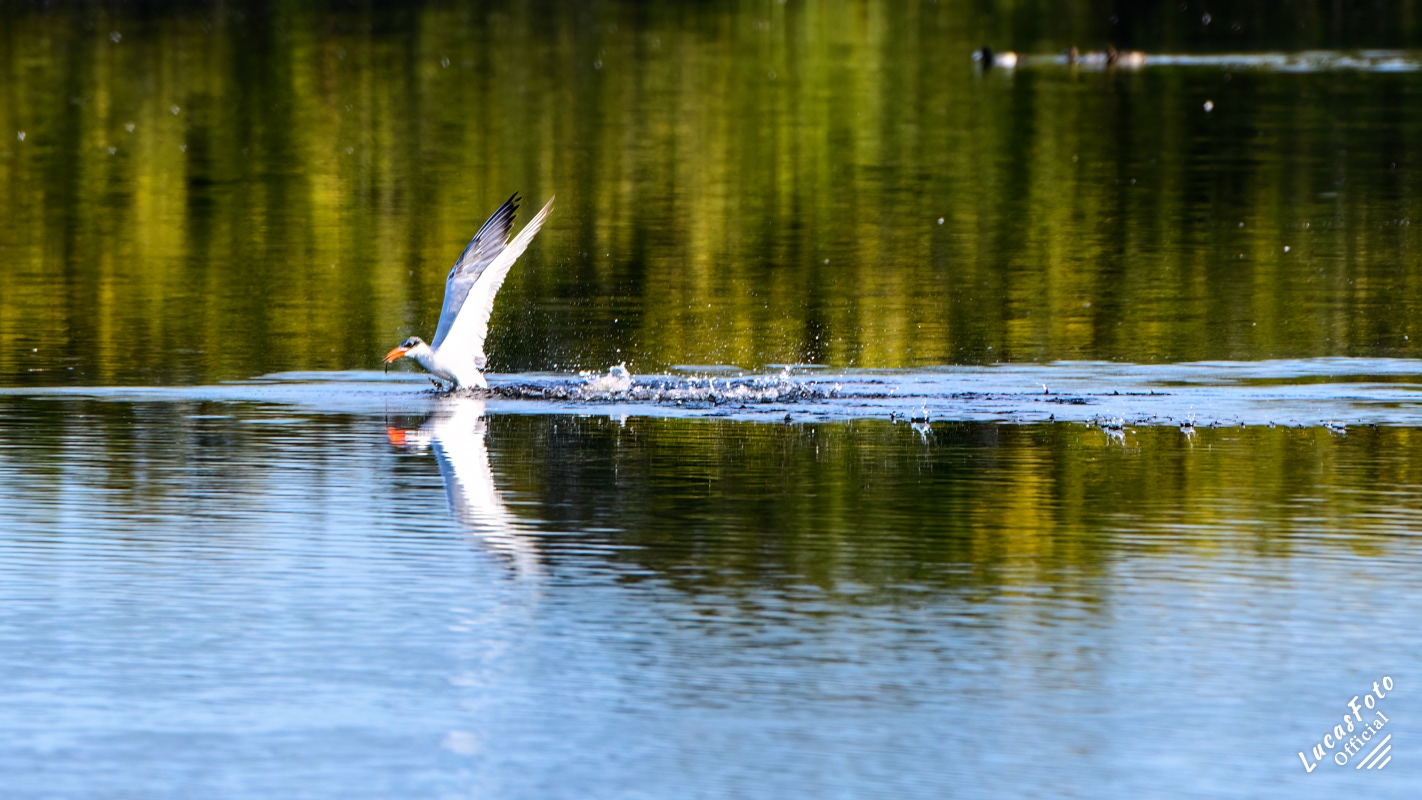 Caspian Tern