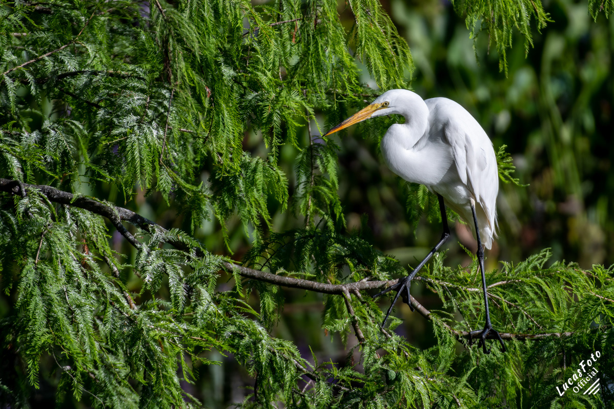 Great Egret