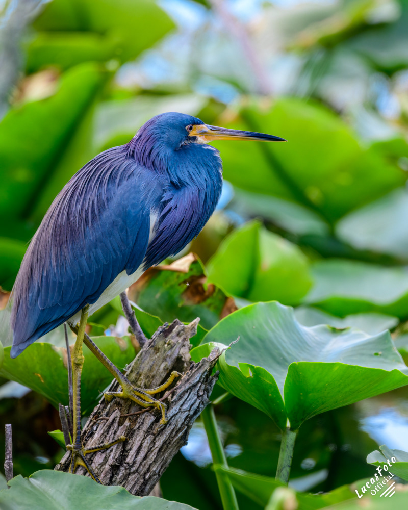 Tricolored Heron