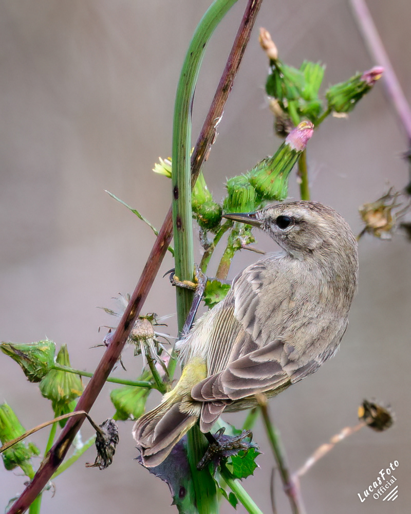 Palm Warbler