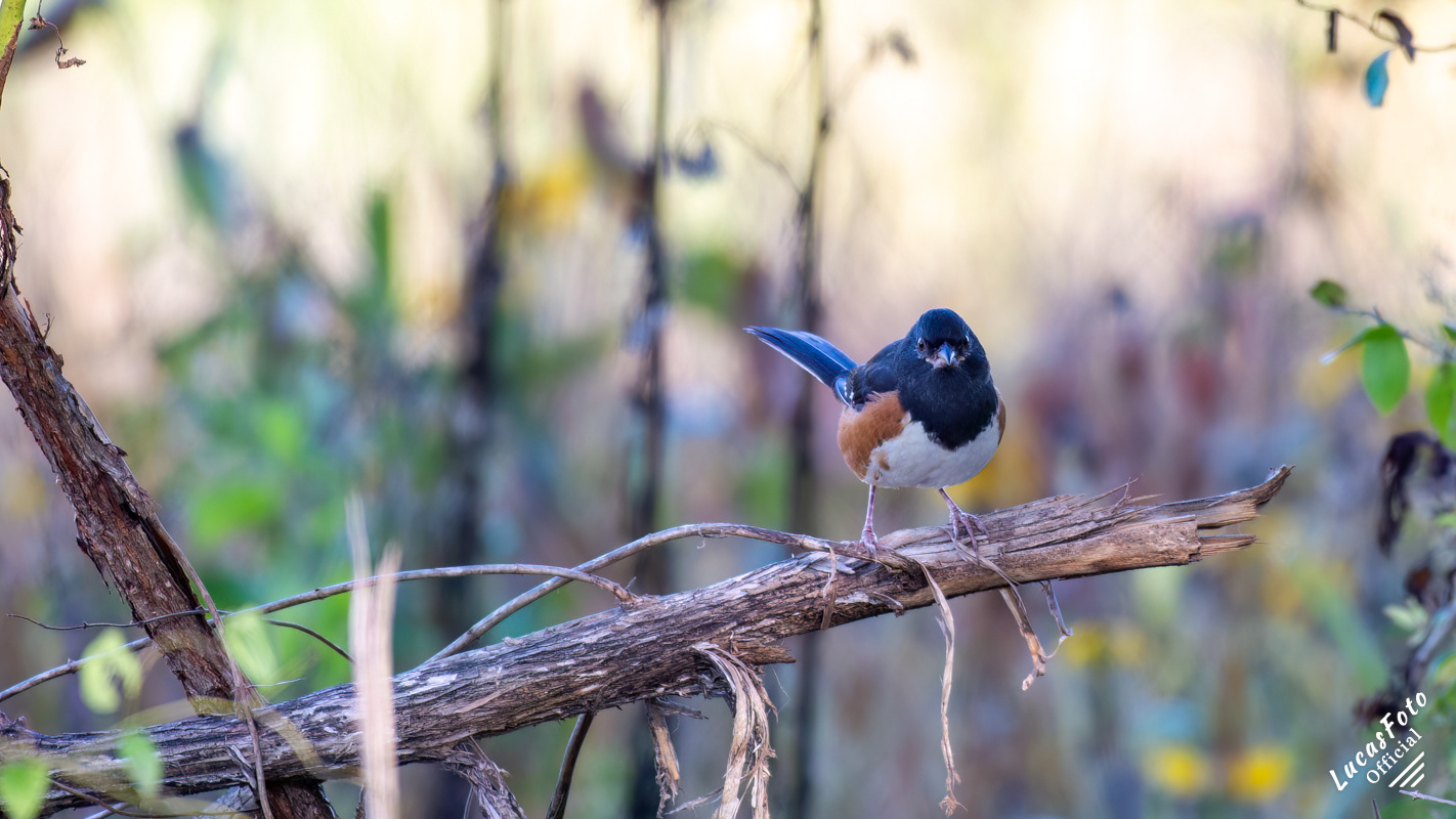 Eastern Towhee