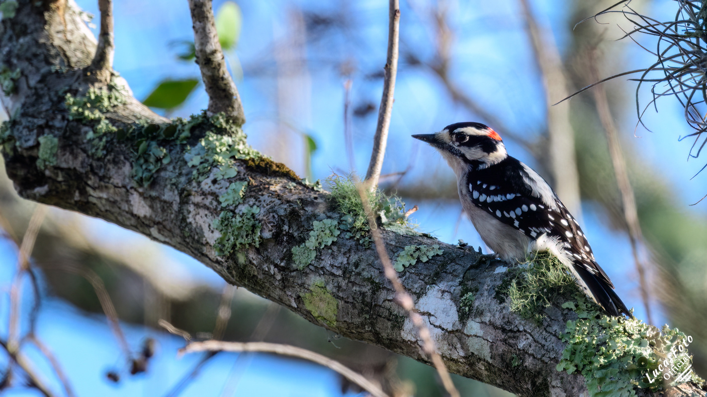 Downy Woodpecker