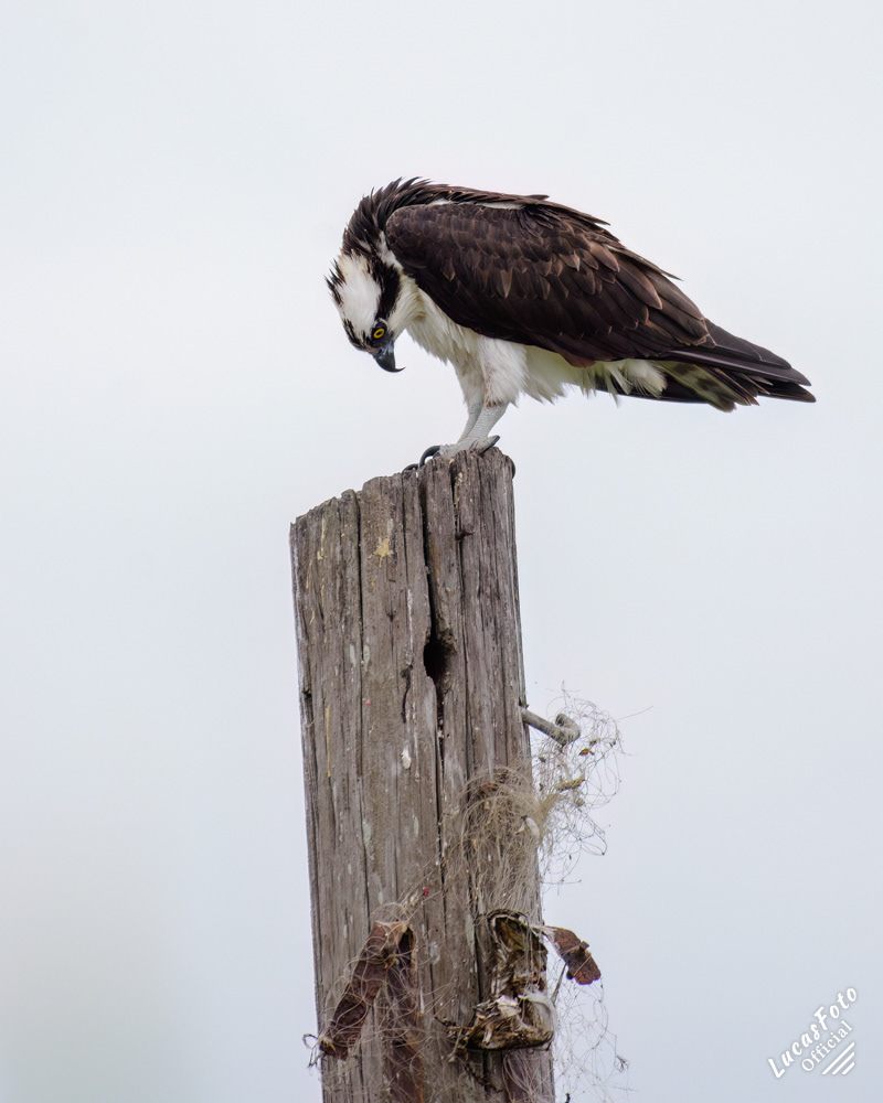 Osprey