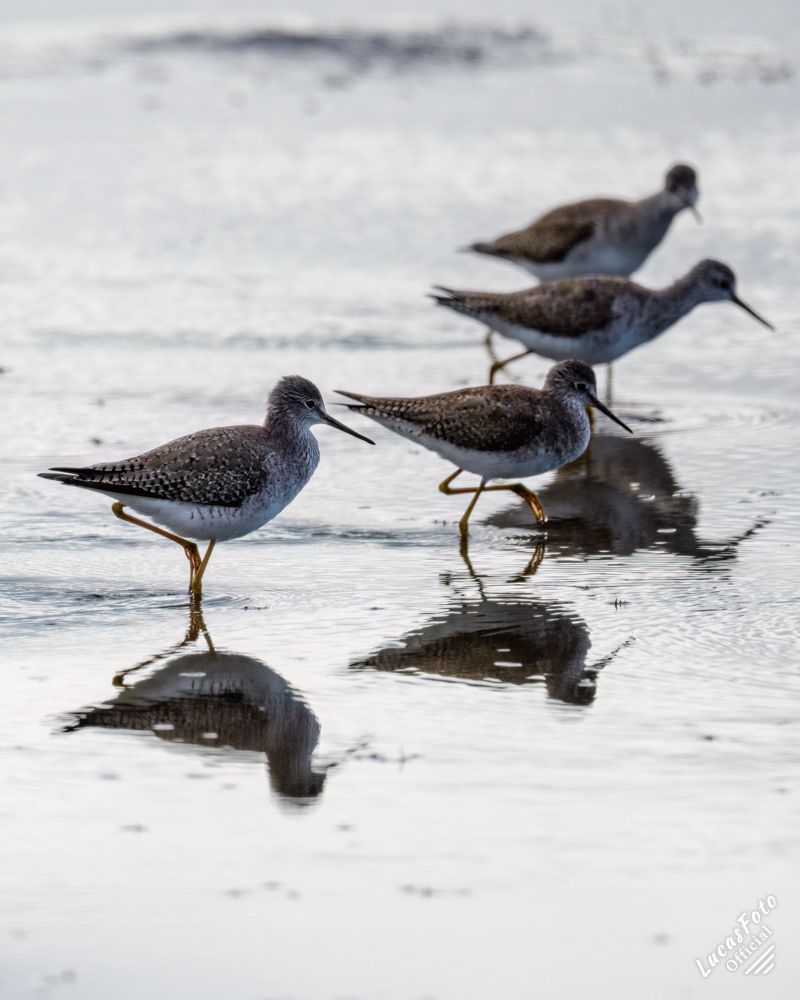 Lesser Yellowlegs