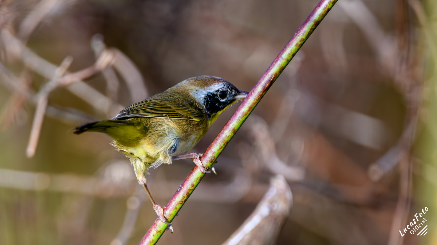 Common Yellowthroat