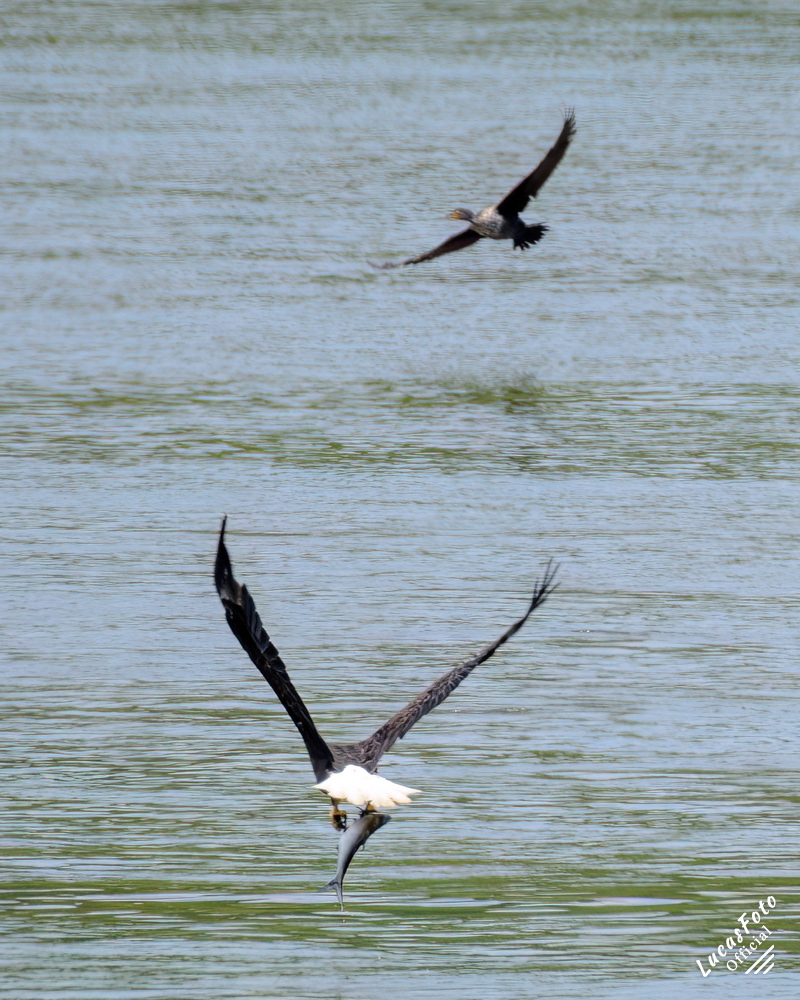 Bald Eagle / Double-crested Cormorant