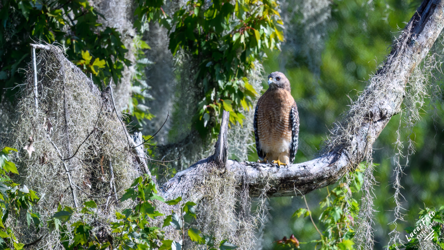 Red-shouldered Hawk