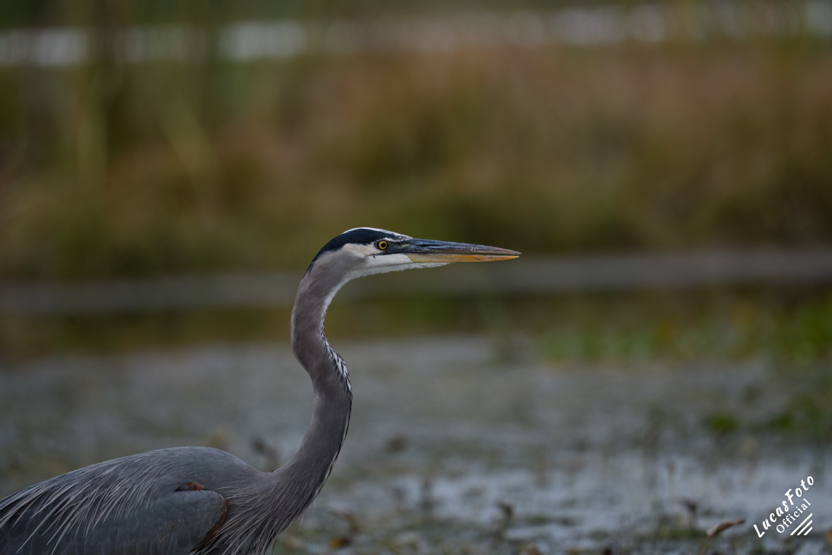 Great Blue Heron