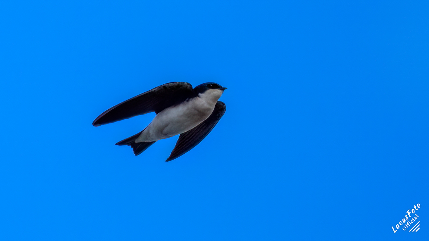 Tree Swallow