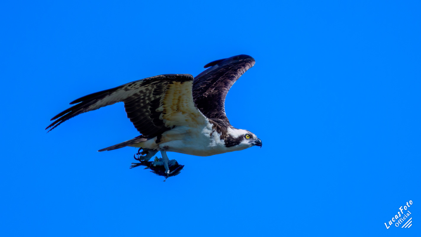 Osprey