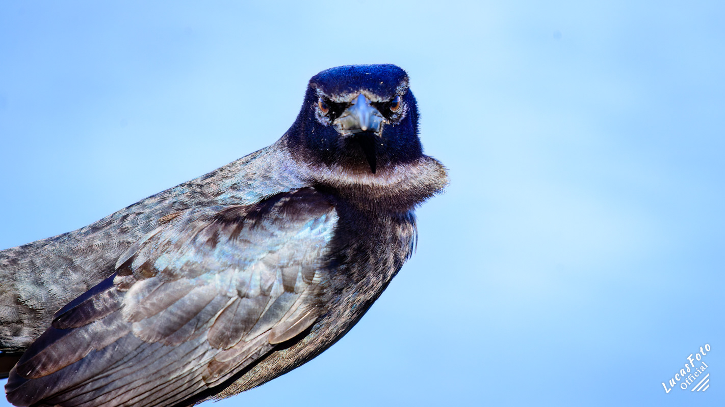 Boat-tailed Grackle