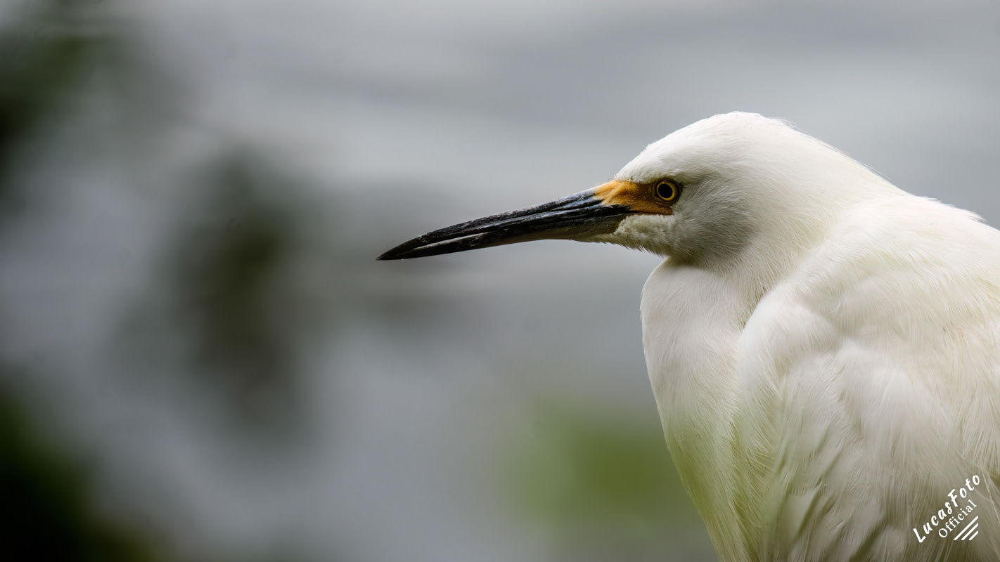 Snowy Egret