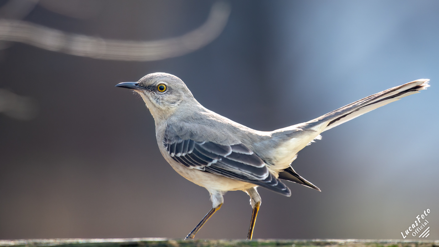 Northern Mockingbird