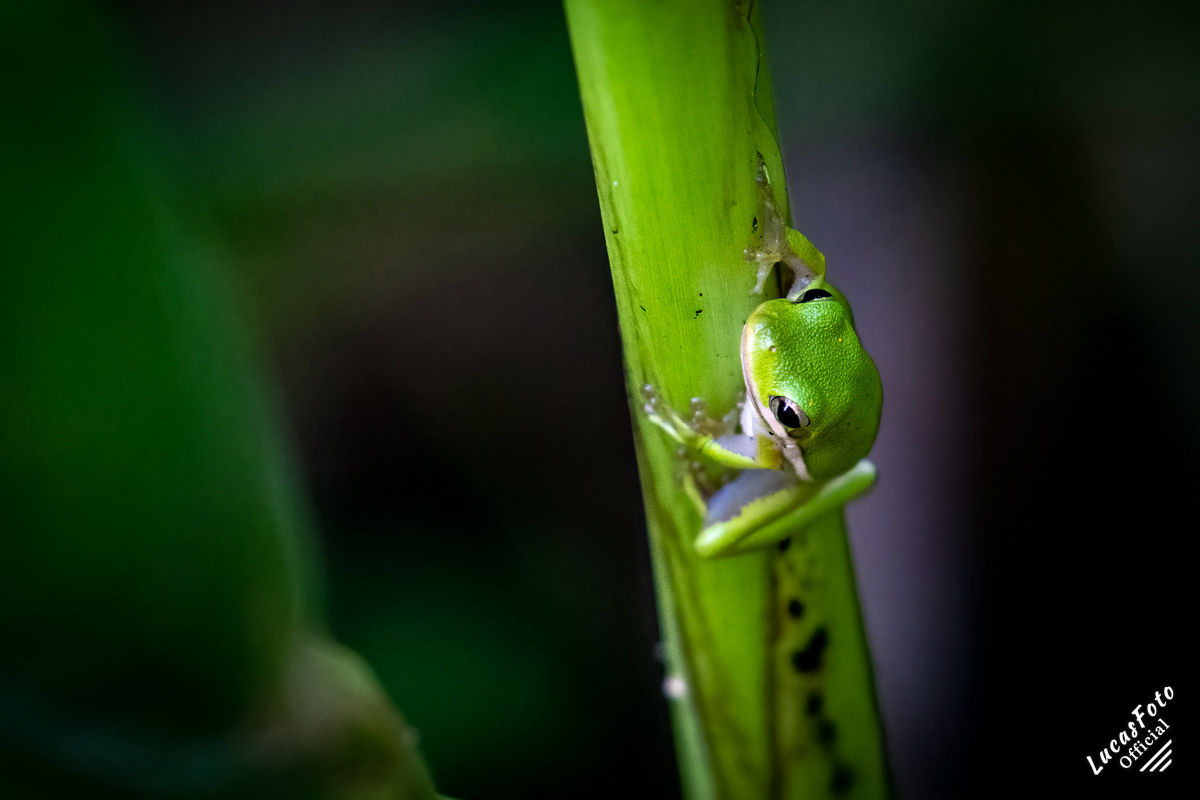 Green Treefrog