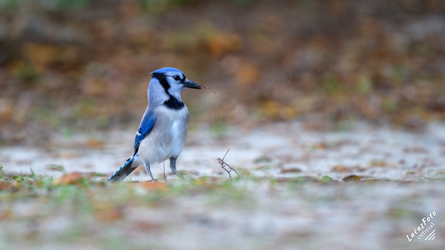 Blue Jay