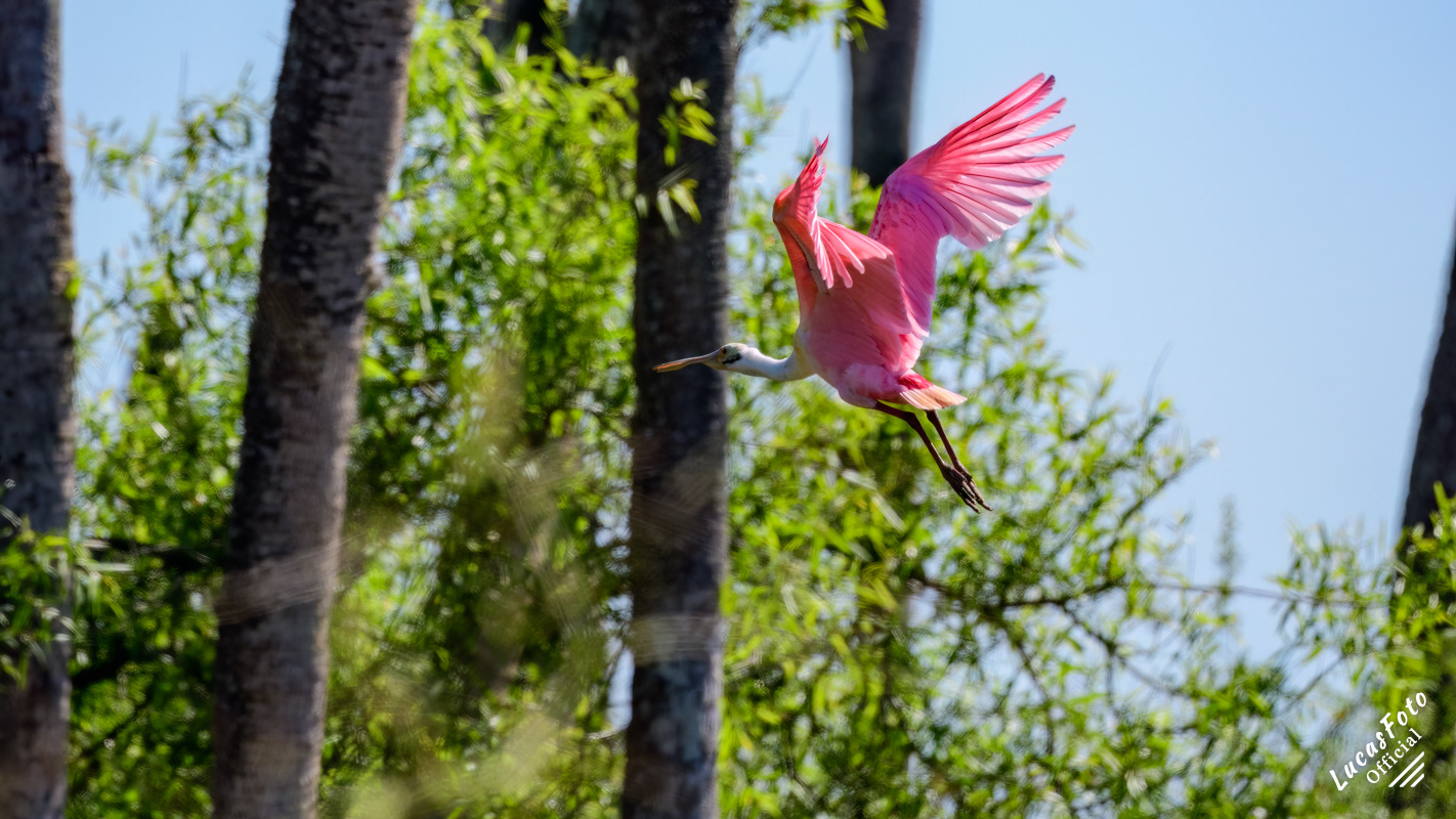 Roseate Spoonbill