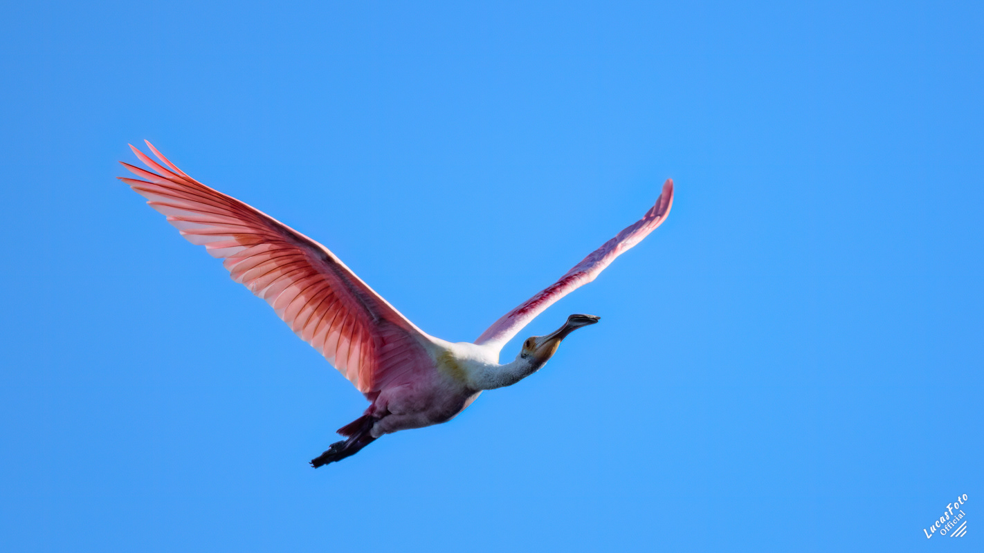 Roseate Spoonbill