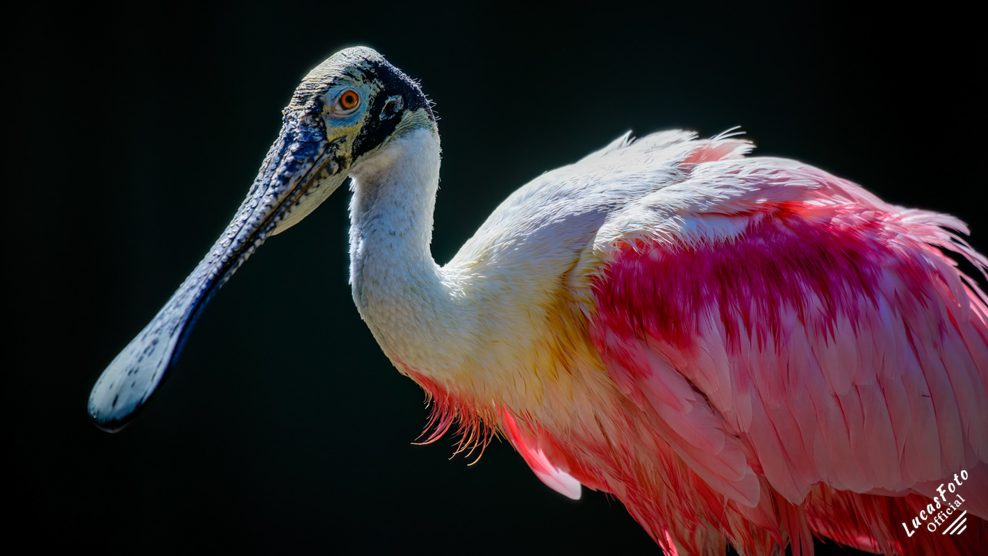 Roseate Spoonbill