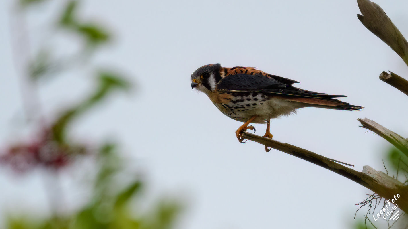American Kestrel