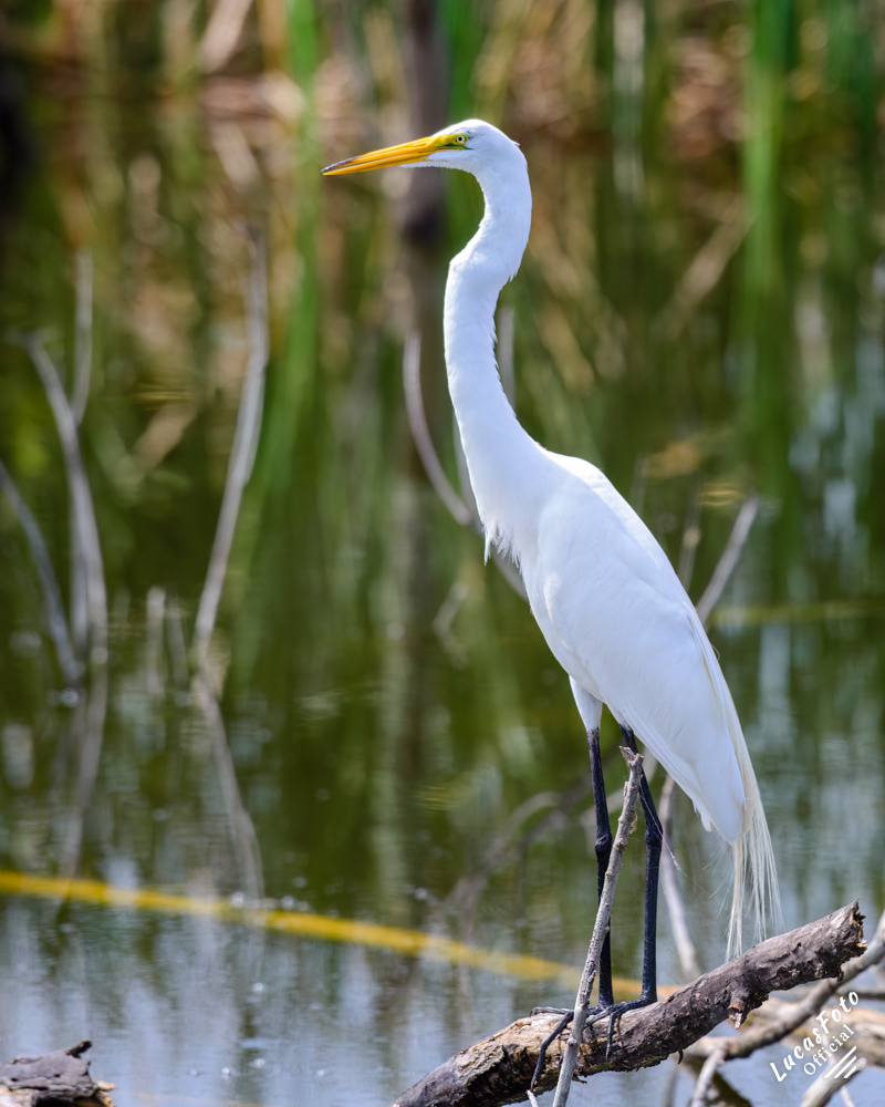 Great Egret