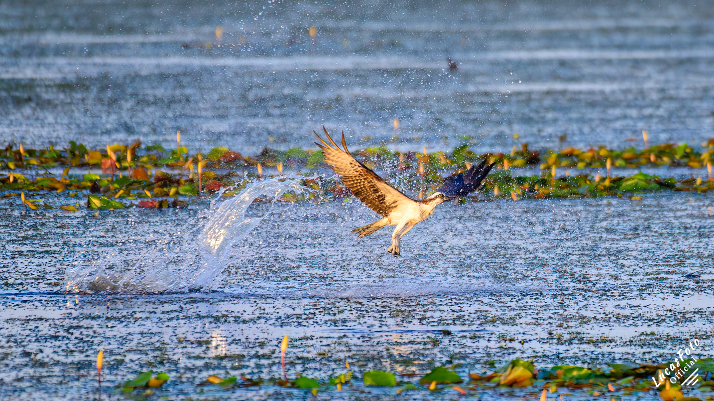 Osprey