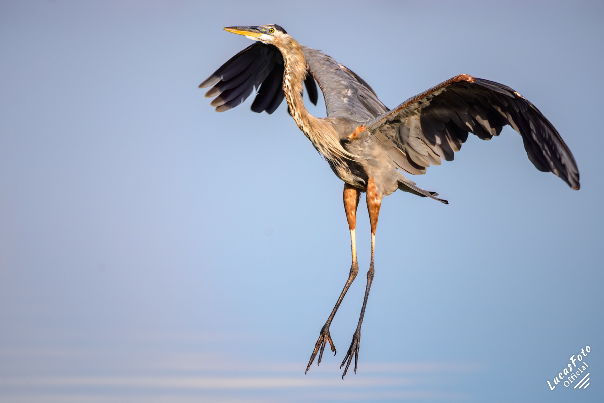 Great Blue Heron