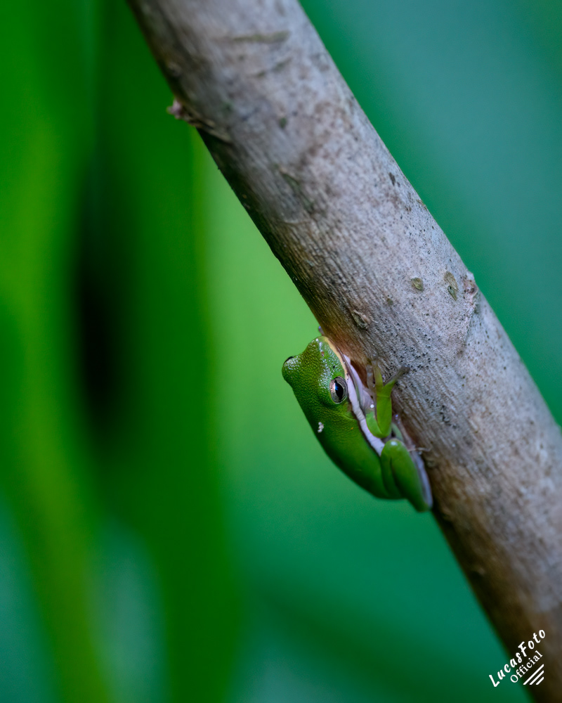 Green Treefrog