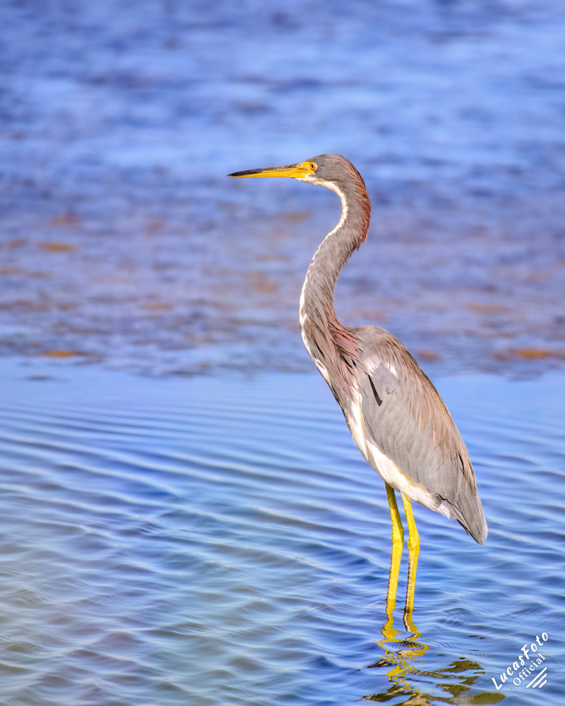 Tricolored Heron