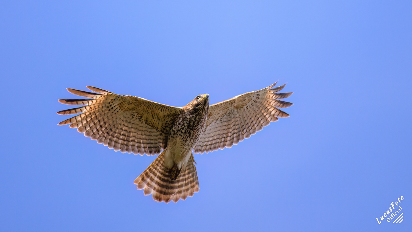 Red-shouldered Hawk