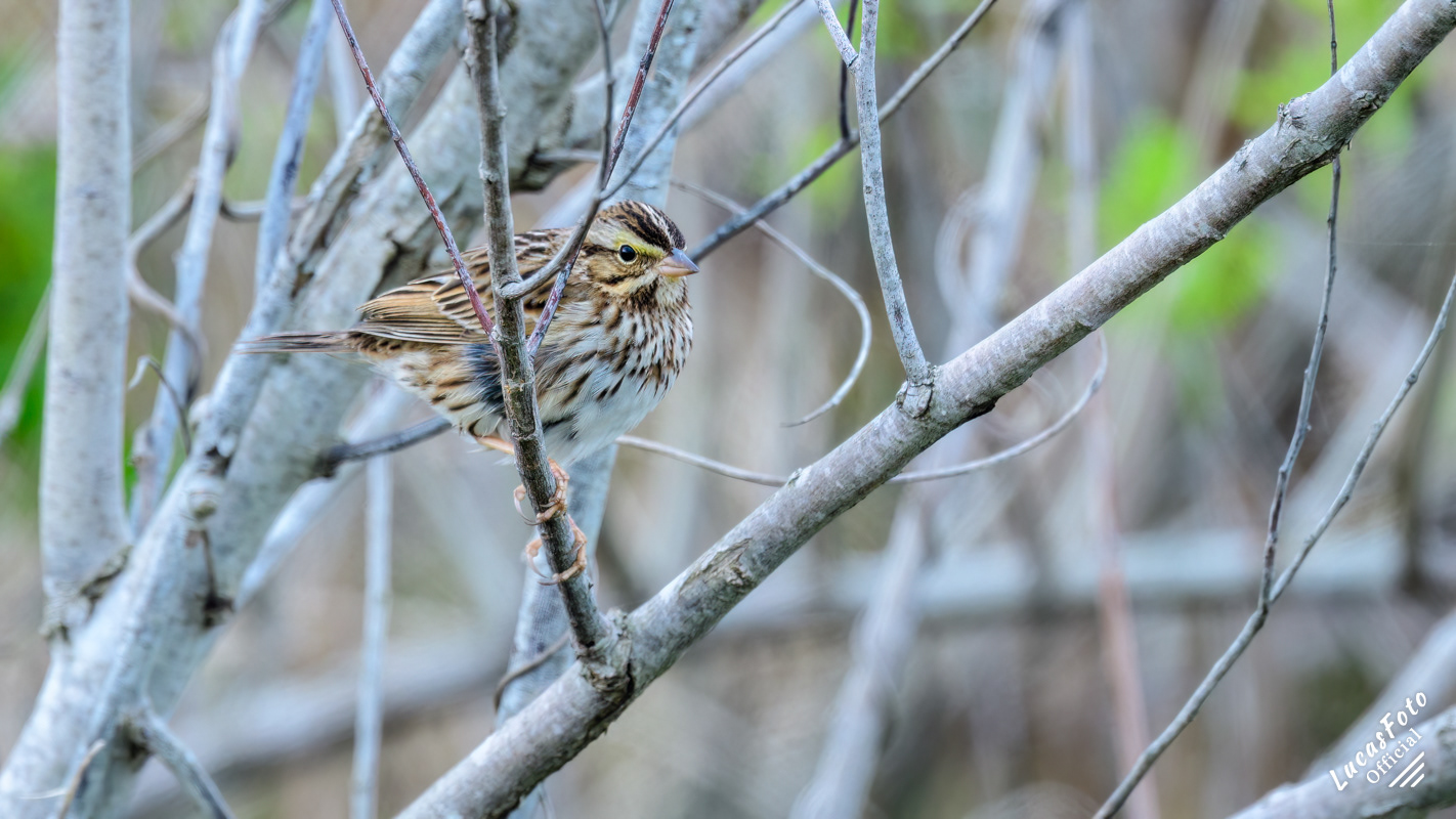 Savannah Sparrow
