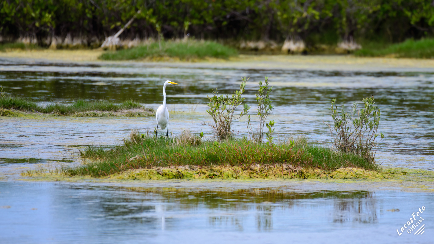 Great Egret