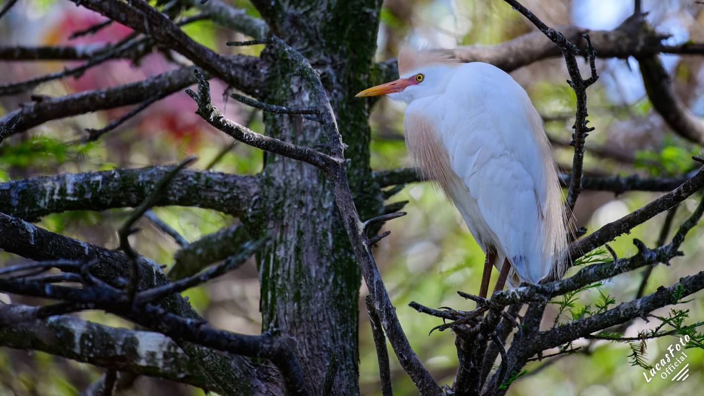 Cattle Egret