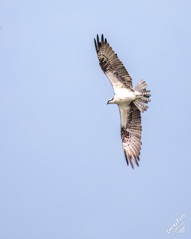 Osprey