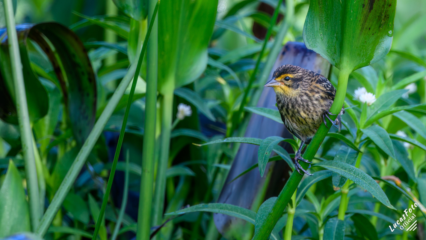 Red-winged Blackbird