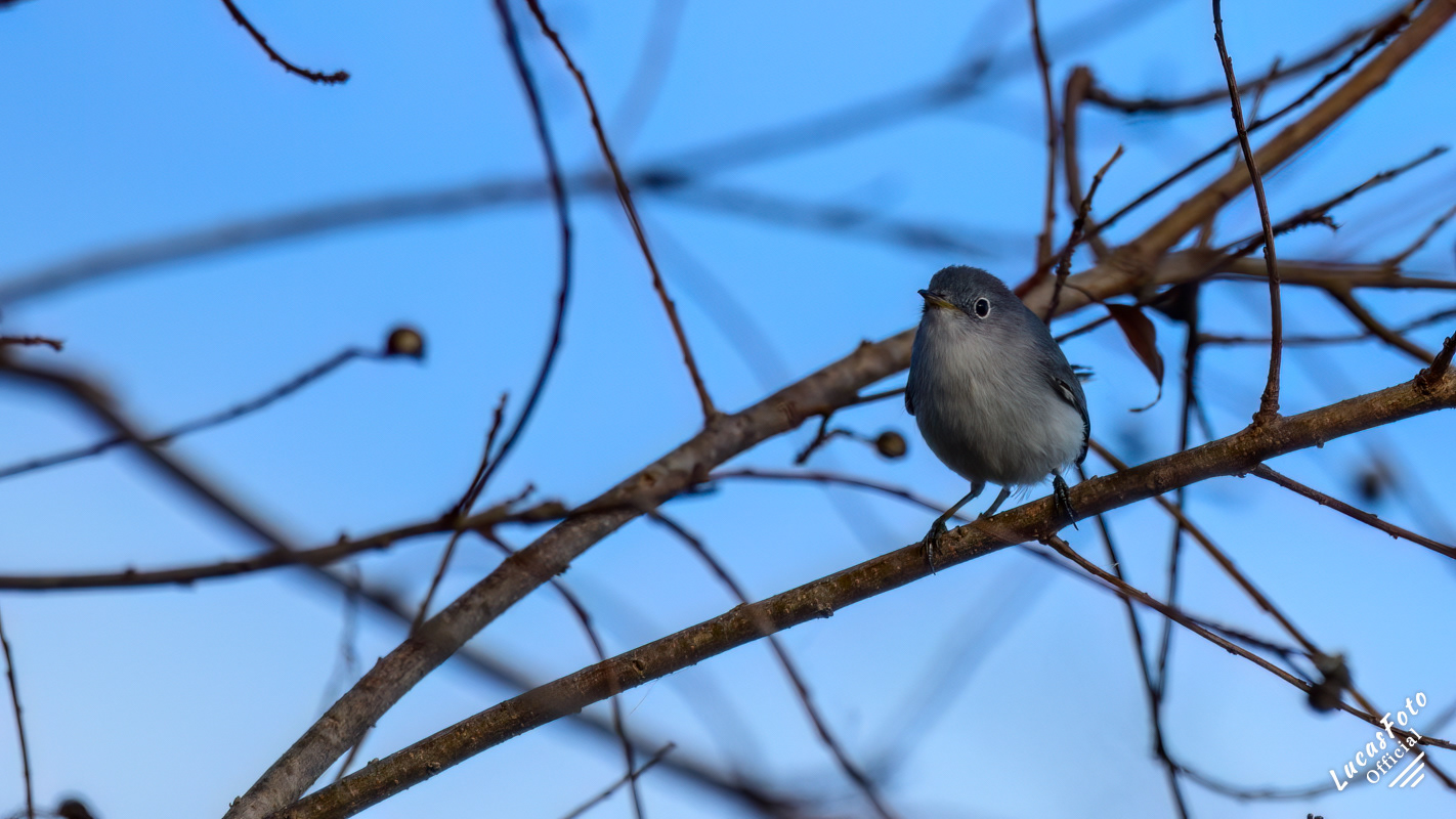 Blue-gray Gnatcatcher