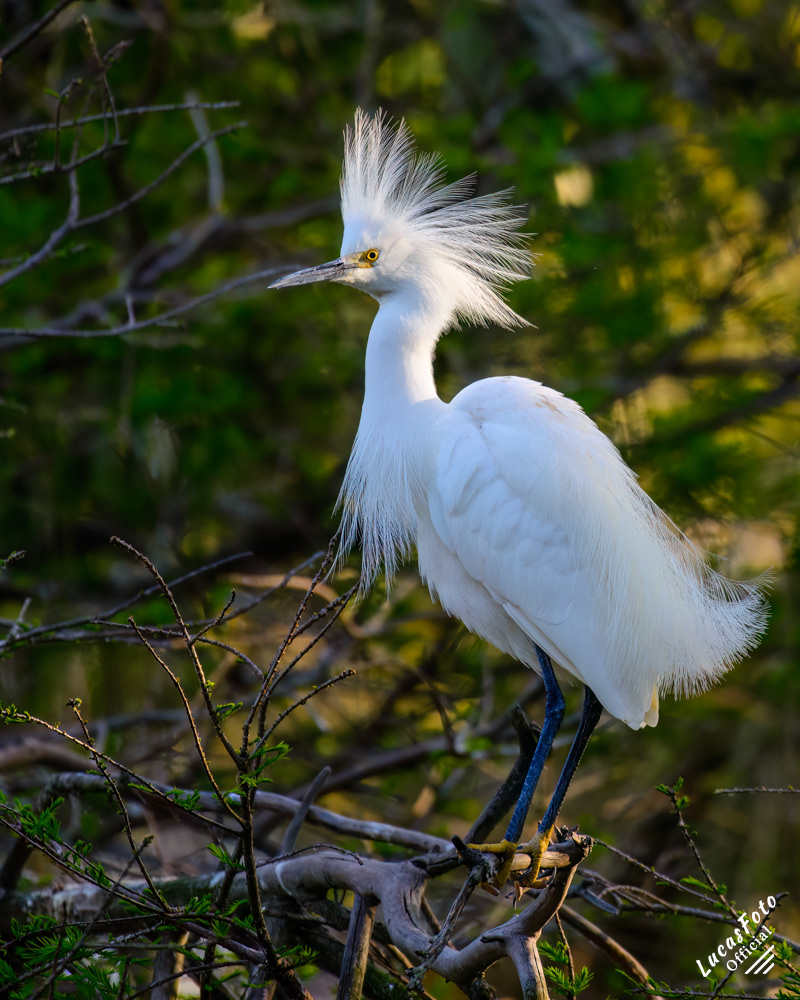 Snowy Egret