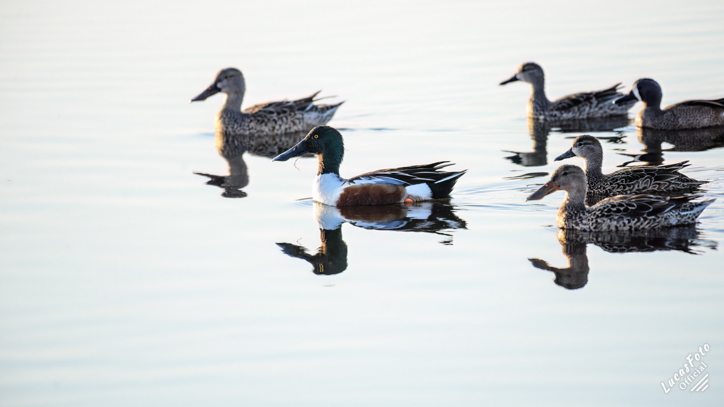 Northern Shoveler / Blue-winged Teal