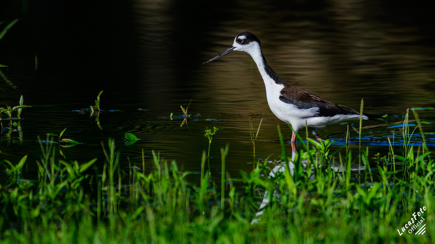 Black-necked Stilt