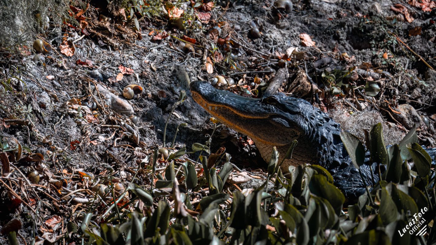 Alligator