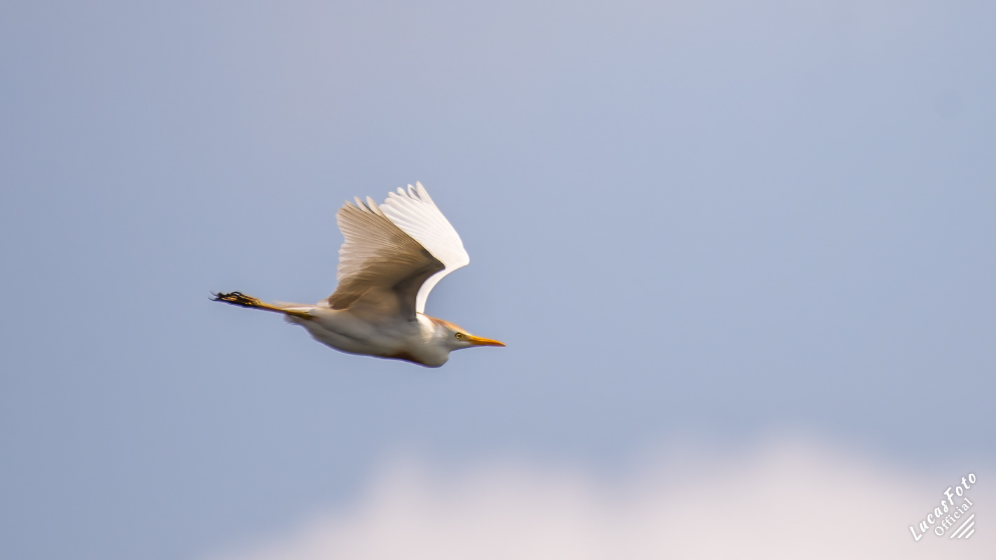 Cattle Egret
