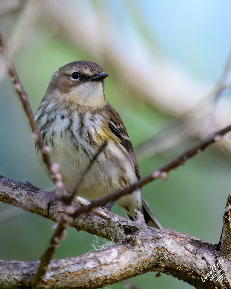 Yellow-rumped Warbler