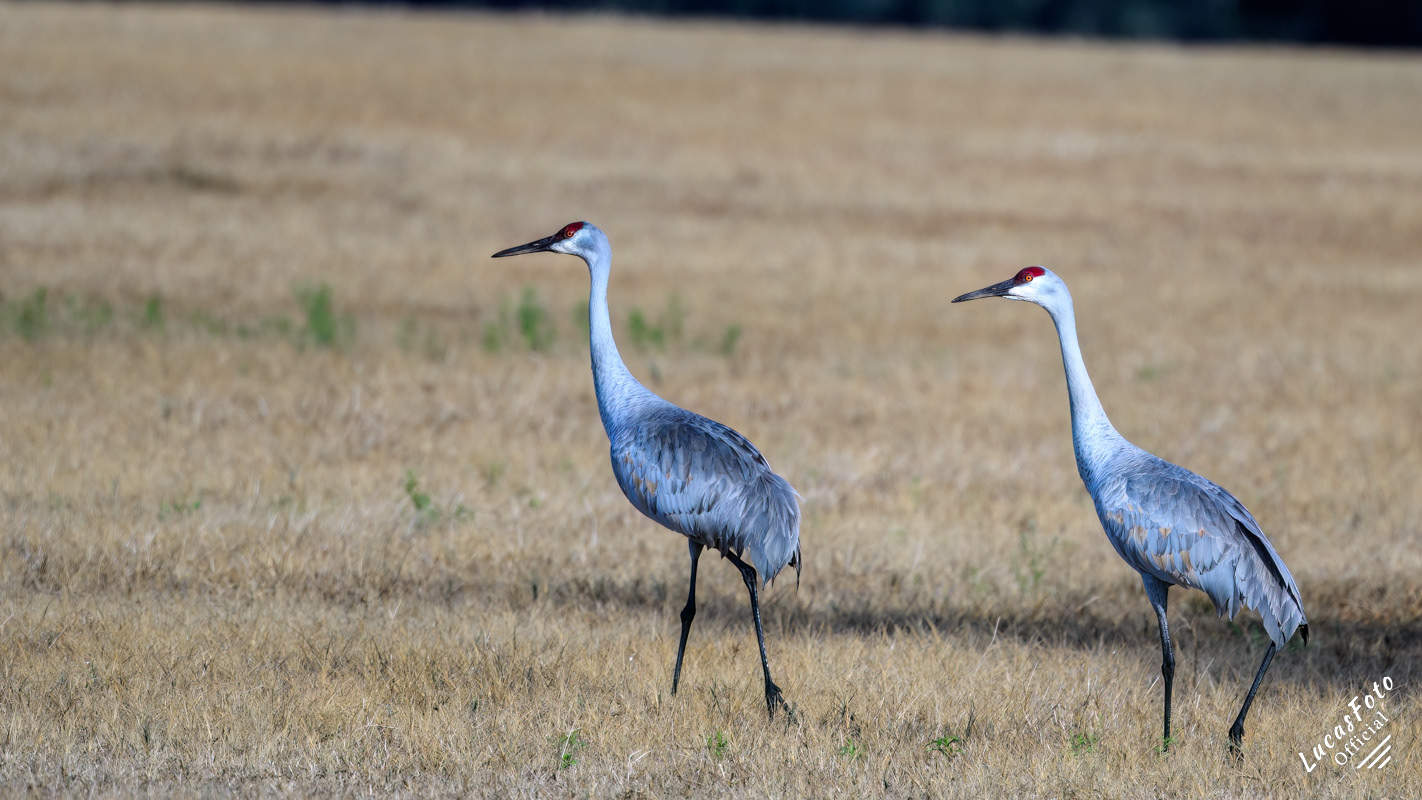 Sandhill Crane