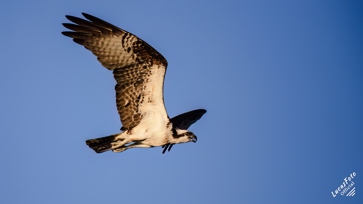 Osprey