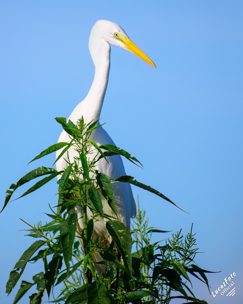 Great Egret