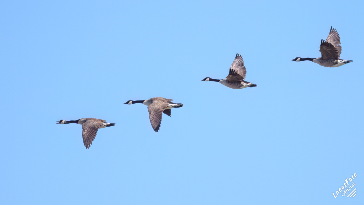 Canada Goose